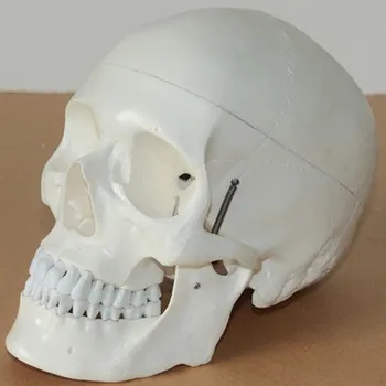 Medicinos žmogaus kaukolės modelis 1:1 modeliavimo 19*15*21cm nemokamas pristatymas